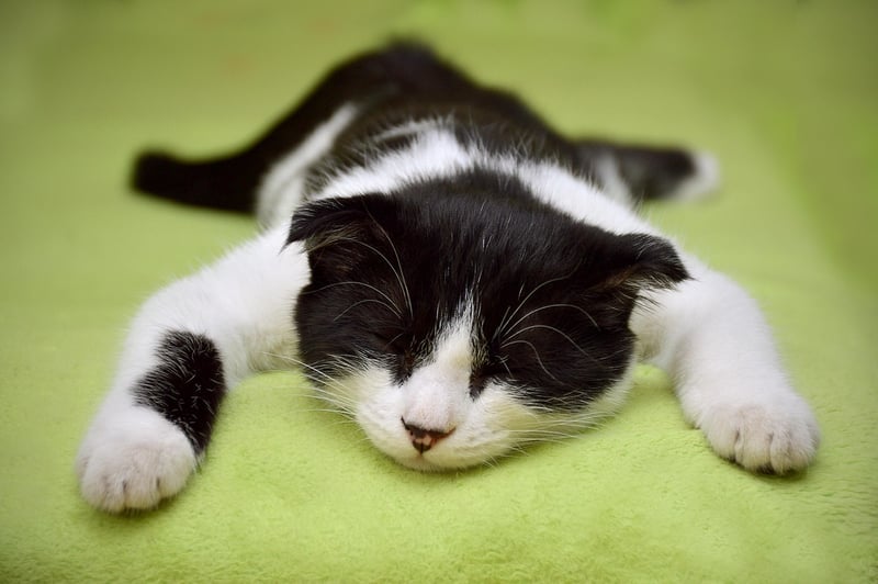 Napping Benefits
